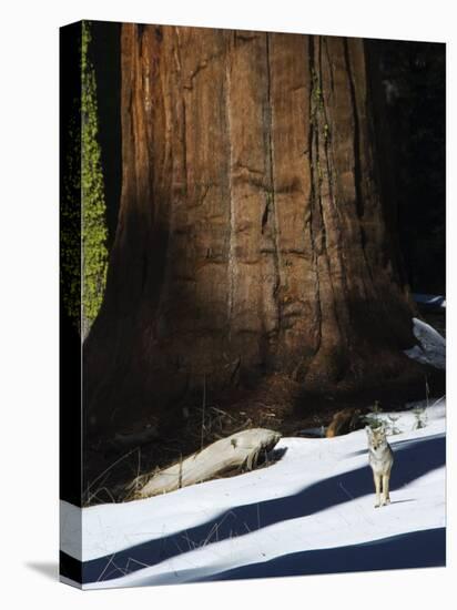 Coyote Dwarfed by a Tall Sequoia Tree Trunk in Sequoia National Park, California, USA-Kober Christian-Premier Image Canvas