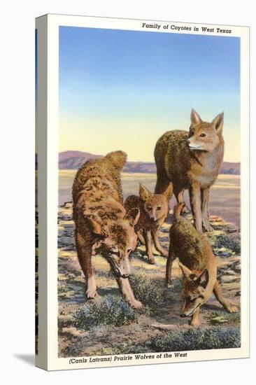 Coyote Family-null-Stretched Canvas