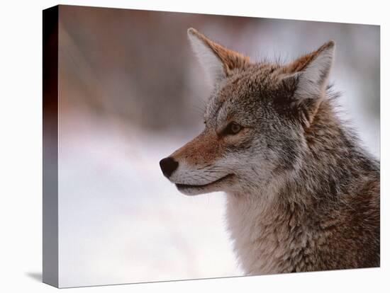 Coyote, Grand Teton National Park, Wyoming, USA-Dee Ann Pederson-Premier Image Canvas