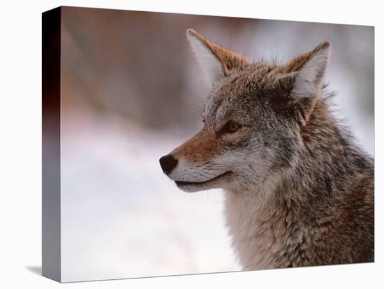 Coyote, Grand Teton National Park, Wyoming, USA-Dee Ann Pederson-Premier Image Canvas