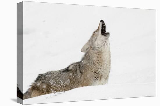 Coyote howling in snow, Montana-Adam Jones-Premier Image Canvas