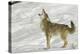 Coyote howling in winter, Montana-Adam Jones-Premier Image Canvas