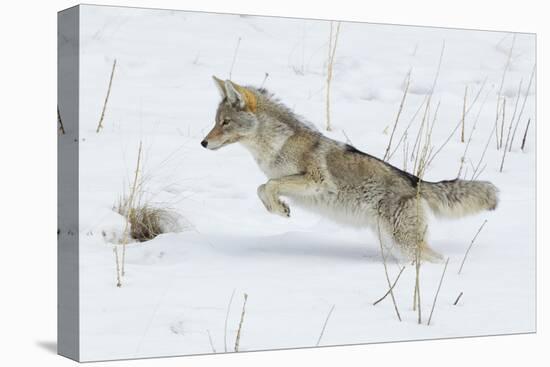 Coyote hunting rodents in the snow, Yellowstone National Park-Ken Archer-Premier Image Canvas