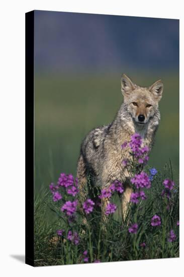 Coyote in Field with Wildflowers-DLILLC-Premier Image Canvas