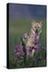 Coyote in Field with Wildflowers-DLILLC-Premier Image Canvas