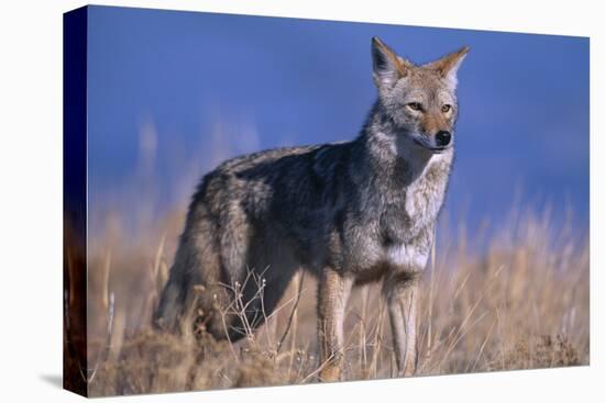 Coyote in Field-DLILLC-Premier Image Canvas