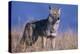 Coyote in Field-DLILLC-Premier Image Canvas