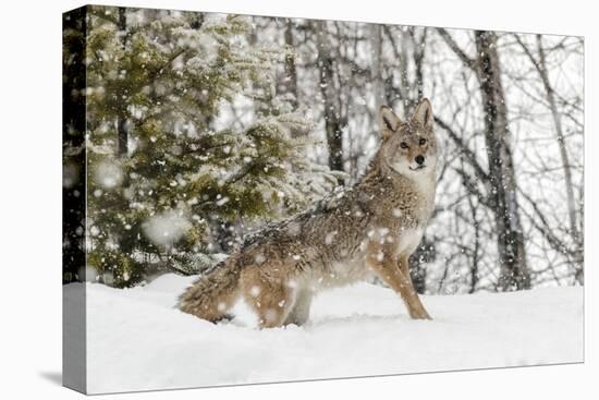 Coyote in snow, Montana-Adam Jones-Premier Image Canvas