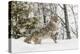 Coyote in snow, Montana-Adam Jones-Premier Image Canvas