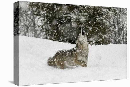 Coyote in snow, Montana-Adam Jones-Premier Image Canvas