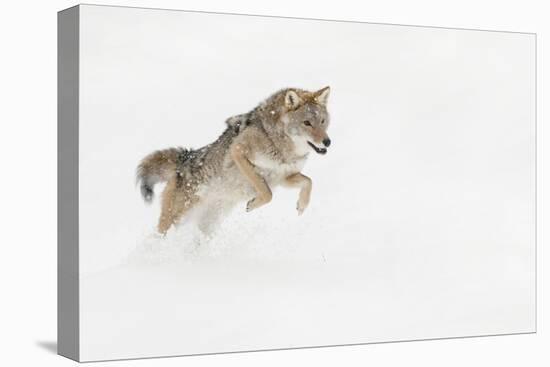 Coyote in snow, Montana-Adam Jones-Premier Image Canvas