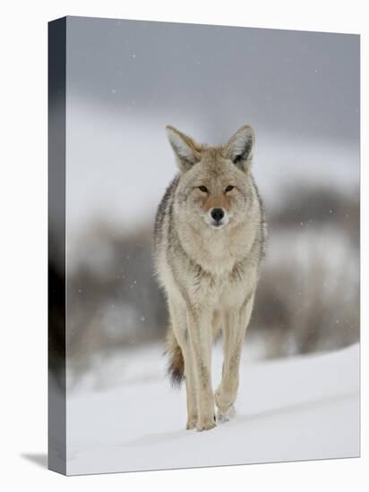 Coyote in Snow, Yellowstone National Park, Wyoming, USA-James Hager-Premier Image Canvas