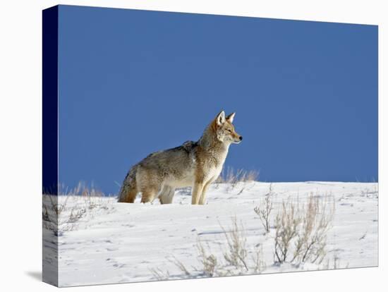 Coyote in Snow, Yellowstone National Park, Wyoming-James Hager-Premier Image Canvas