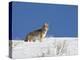 Coyote in Snow, Yellowstone National Park, Wyoming-James Hager-Premier Image Canvas