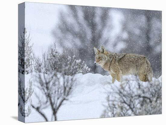 Coyote in Snow-Galloimages Online-Premier Image Canvas