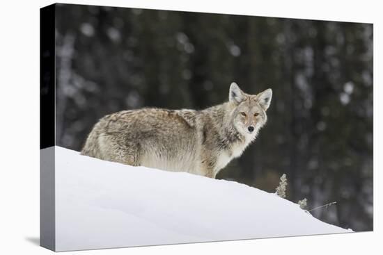 Coyote in Winter-Ken Archer-Premier Image Canvas