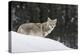 Coyote in Winter-Ken Archer-Premier Image Canvas