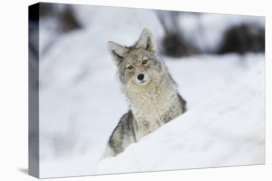 Coyote in winter-Ken Archer-Premier Image Canvas