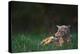 Coyote Lounging in Alpine Meadow-Paul Souders-Premier Image Canvas