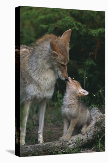 Coyote Mother and Pup-DLILLC-Premier Image Canvas