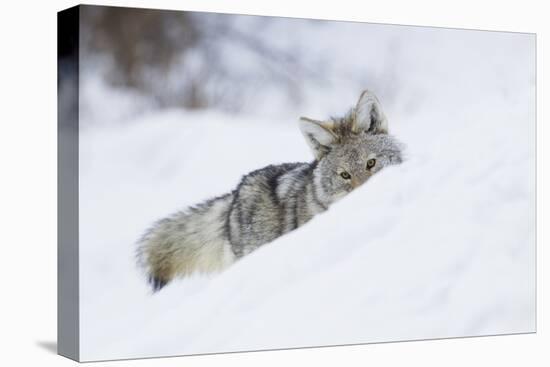 Coyote on a winter hunt-Ken Archer-Premier Image Canvas