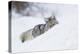 Coyote on a winter hunt-Ken Archer-Premier Image Canvas