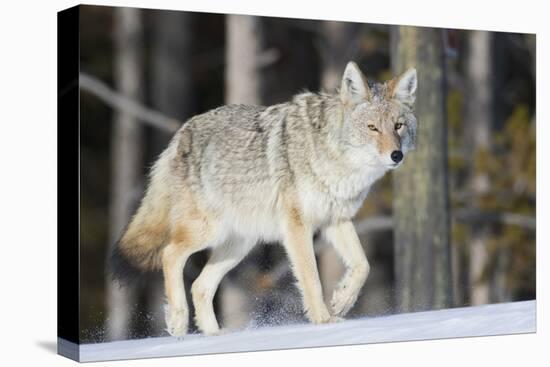 Coyote on the Move-Ken Archer-Premier Image Canvas