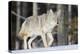 Coyote on the Move-Ken Archer-Premier Image Canvas