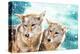 Coyote Pair & Blue Winter Sky-null-Stretched Canvas