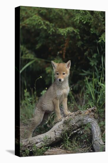 Coyote Pup-DLILLC-Premier Image Canvas