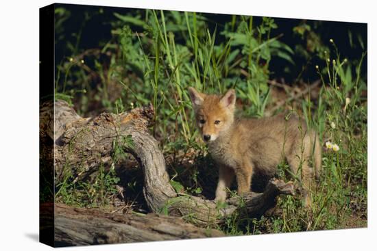 Coyote Pup-DLILLC-Premier Image Canvas