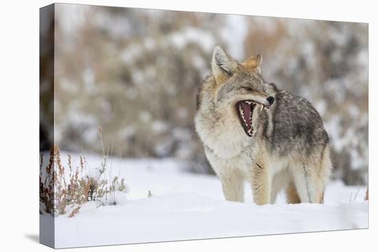 Coyote, snarling-Ken Archer-Premier Image Canvas