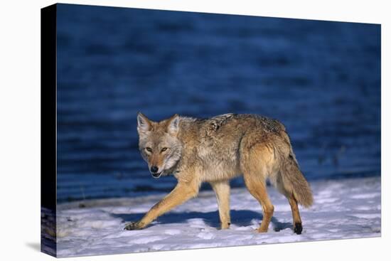 Coyote Walking in Snow next to Water-DLILLC-Premier Image Canvas