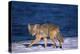 Coyote Walking in Snow next to Water-DLILLC-Premier Image Canvas