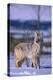 Coyote Walking in Snow-DLILLC-Premier Image Canvas