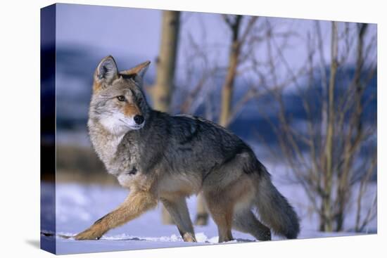 Coyote Walking in Snow-DLILLC-Premier Image Canvas