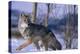 Coyote Walking in Snow-DLILLC-Premier Image Canvas