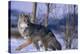 Coyote Walking in Snow-DLILLC-Premier Image Canvas