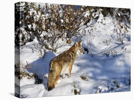 Coyote Walking Through Snow, Kananaskis Country, Alberta, Canada, North America-Jochen Schlenker-Premier Image Canvas