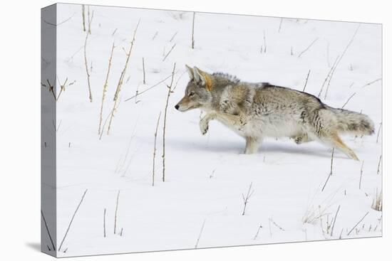 Coyote, Winter Stalking-Ken Archer-Premier Image Canvas