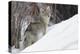 Coyote, Winter Survival-Ken Archer-Premier Image Canvas