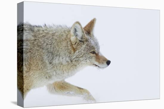 Coyote, Winter Travel-Ken Archer-Premier Image Canvas
