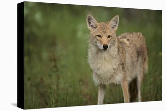 Coyote-DLILLC-Premier Image Canvas