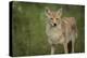 Coyote-DLILLC-Premier Image Canvas