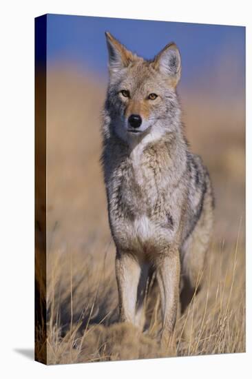 Coyote-DLILLC-Premier Image Canvas