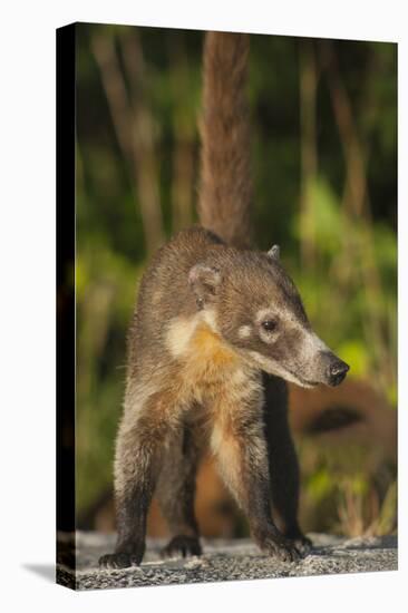 Cozumel Coati (Nasua Nelsoni) Cozumel Island, Mexico. Critically Endangered Endemic Species-Kevin Schafer-Premier Image Canvas