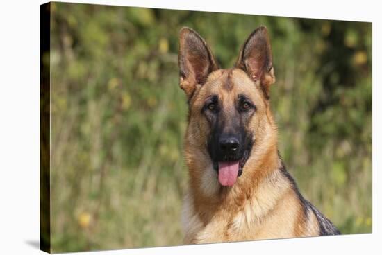 CQ2R4322 Shepherd German-Bob Langrish-Stretched Canvas