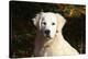 CQ2R6279 Retriever Golden-Bob Langrish-Stretched Canvas