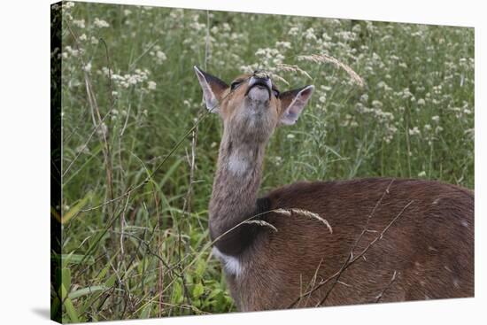 CQ2R6333Bush Buck-Bob Langrish-Premier Image Canvas