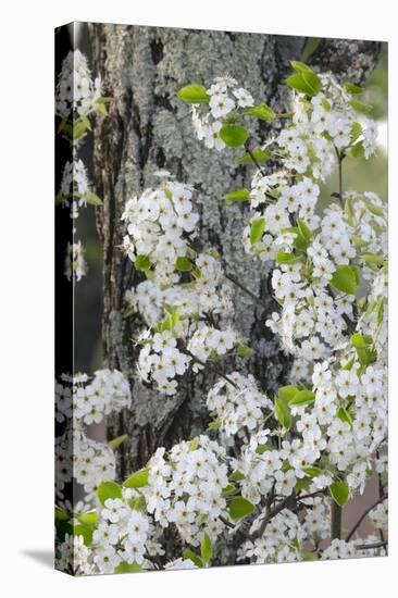 Crab apple blossoms in full bloom, Long Run Park, Kentucky-Adam Jones-Premier Image Canvas